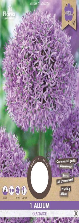 Allium Gladiator
