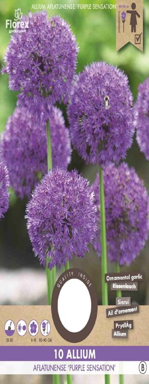 Allium Purple Sensation 10 stuks