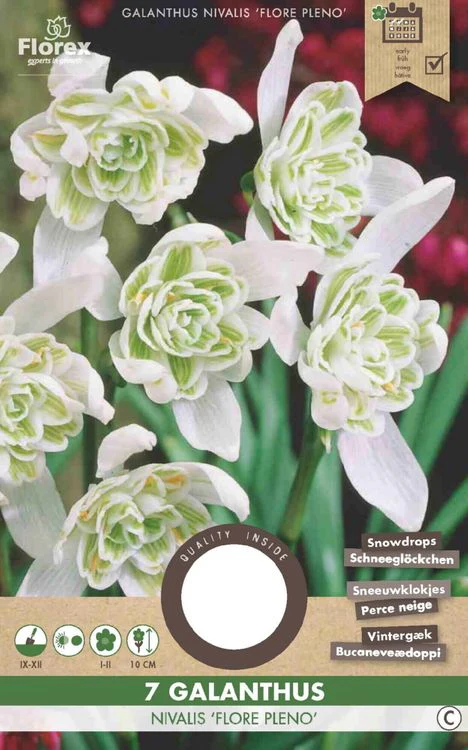 Galanthus Flore pleno 7 stuks